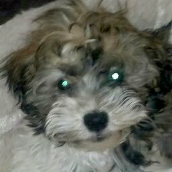 Meet your Posher, Sue - Picture 1 of 1